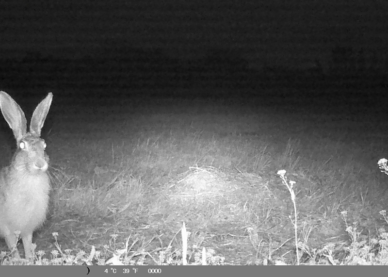 i9663vi's tweet image. Upgrade Animali di campagna.

Power By I9666VI, Edit By I9663VI, Fototrappola, 2026-03-31. 

Visit--&amp;gt; stepart.it/index.php/ffff… 

#Stepart #nature #fotography #naturemagic #fotographies #naturelove