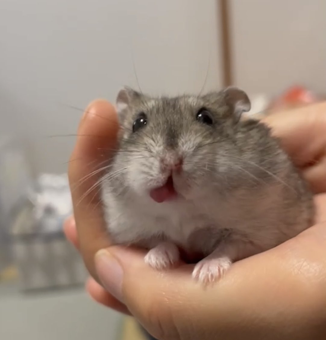 いと🐹 tweet media