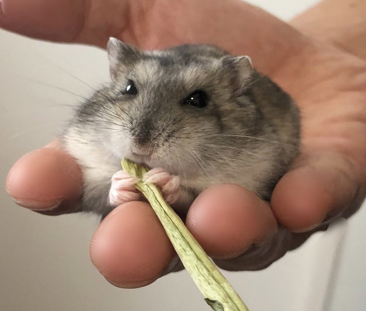 いと🐹 tweet media