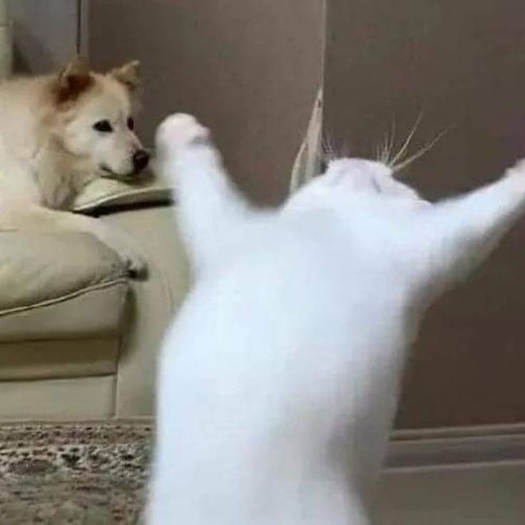 クロエ 🐱🌸 @ติดบูธ CCreative tweet media