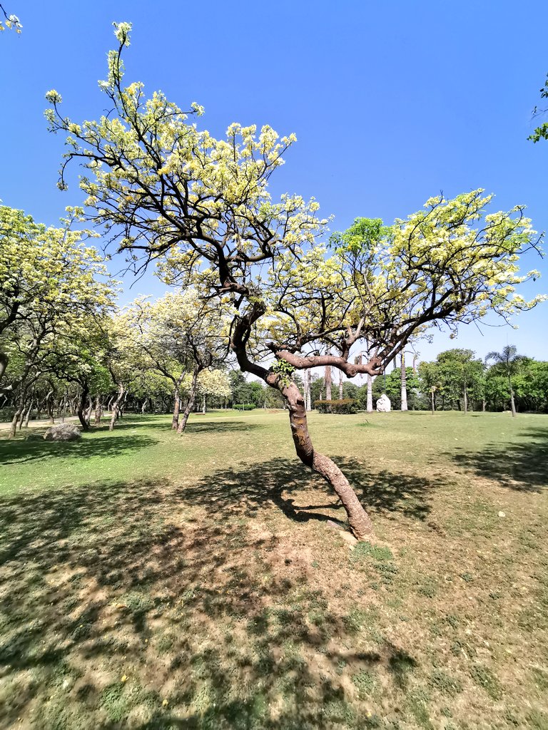 DelhiTrees tweet media