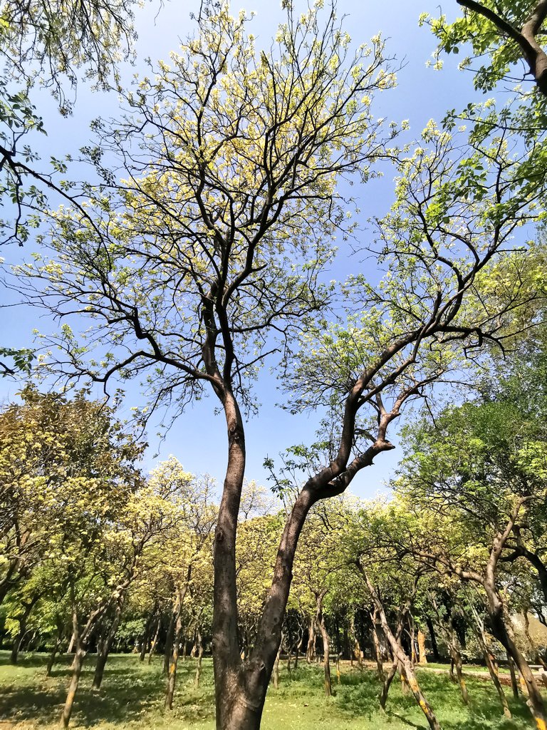 DelhiTrees tweet media