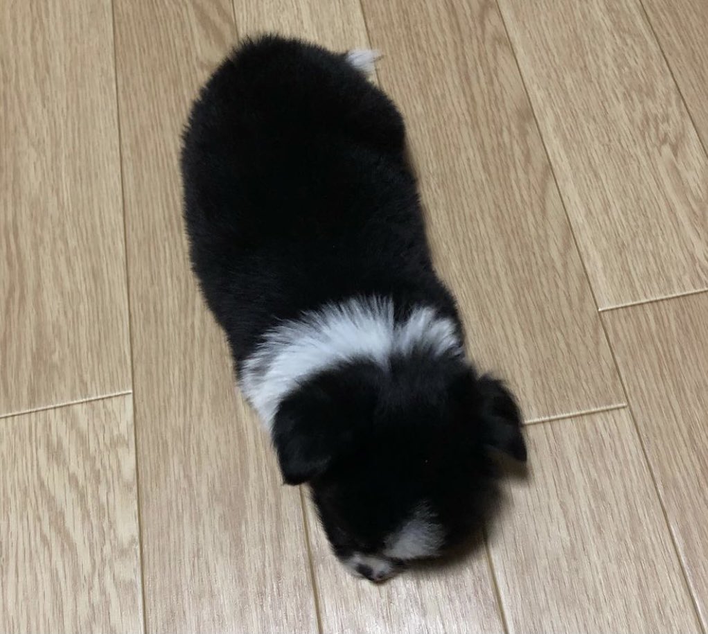 芥川ゆーすけ tweet media