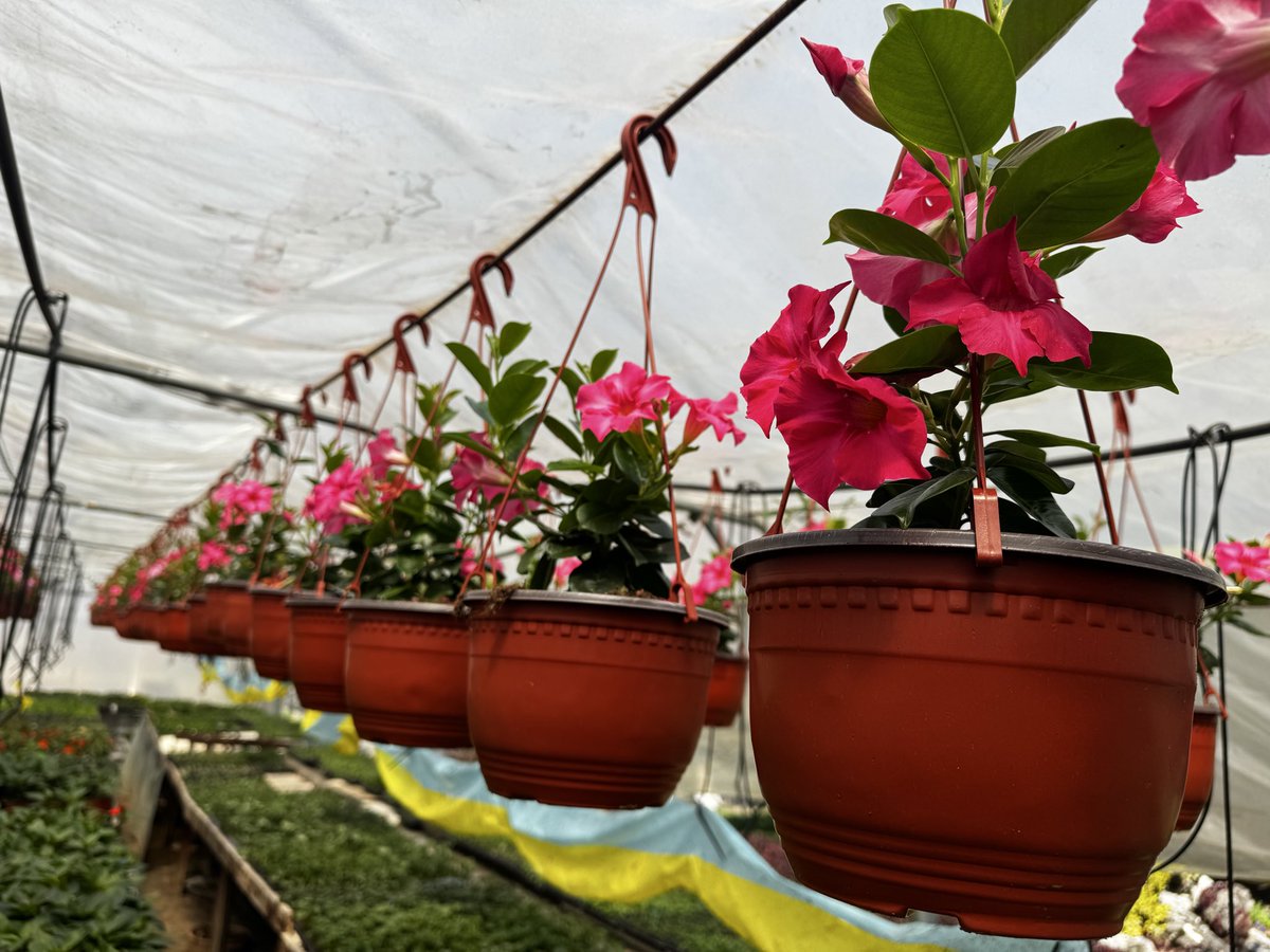 Маријана С. 🇷🇸🇸🇮 tweet media