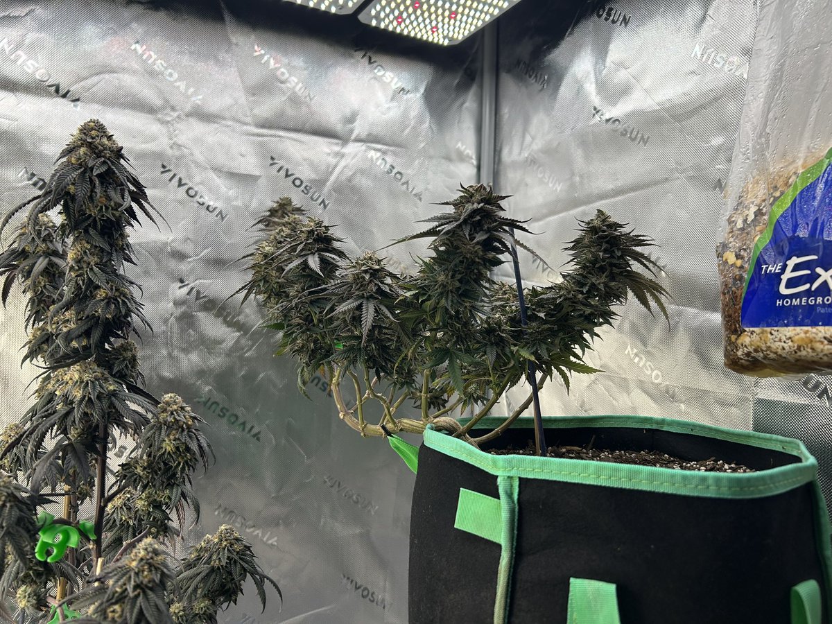 <a href="/jeff_thegreat1/">Rangerbug</a> Purple Skunk clones and Chicken n’ Waffles