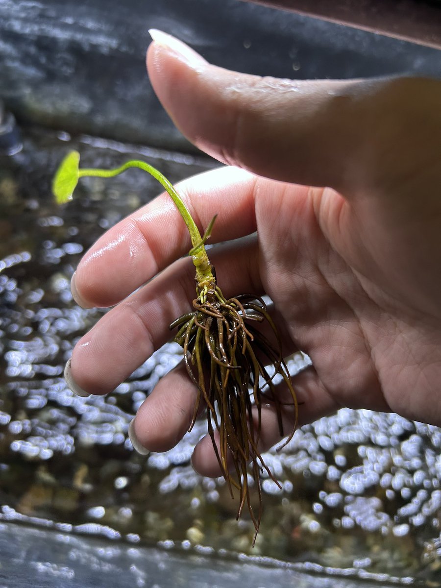 KAIRU アユカケの民 🪨🐟 tweet media