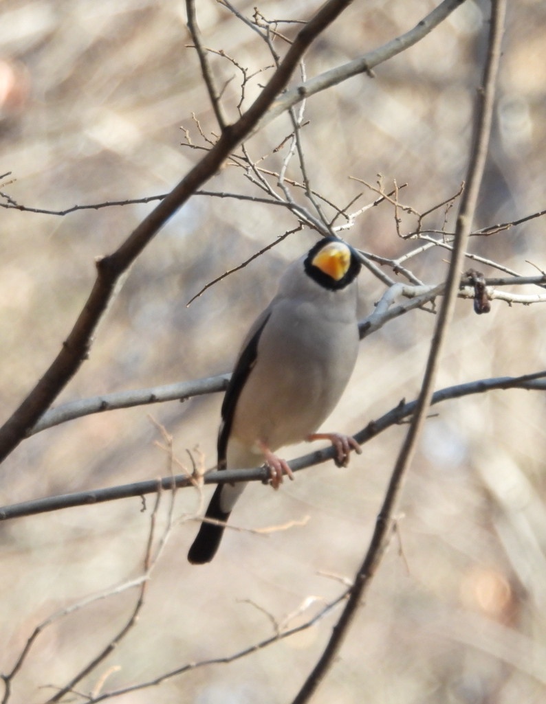 野鳥さんたちいっぱい見るようになって気づいたこと

文鳥に似たカラーはウソ
文鳥に近いチッチッって鳴き声はイカル

昔はツピさんが文鳥っぽい(カラー)って思ってたけど、色々見るようになったら個人的にはこんな結果になりました🐥
この冬はいっぱい見れたから楽しかったー✨