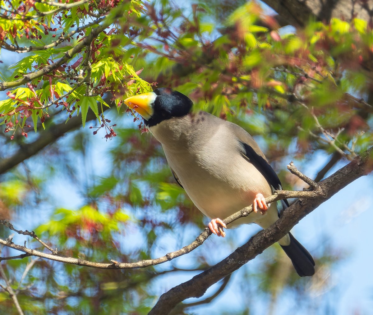 カエデの花をぱっくんチョ 蜜もあって野鳥さん達 カエデの花も好きで 