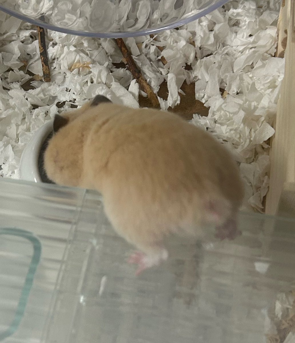 かわいいおしり