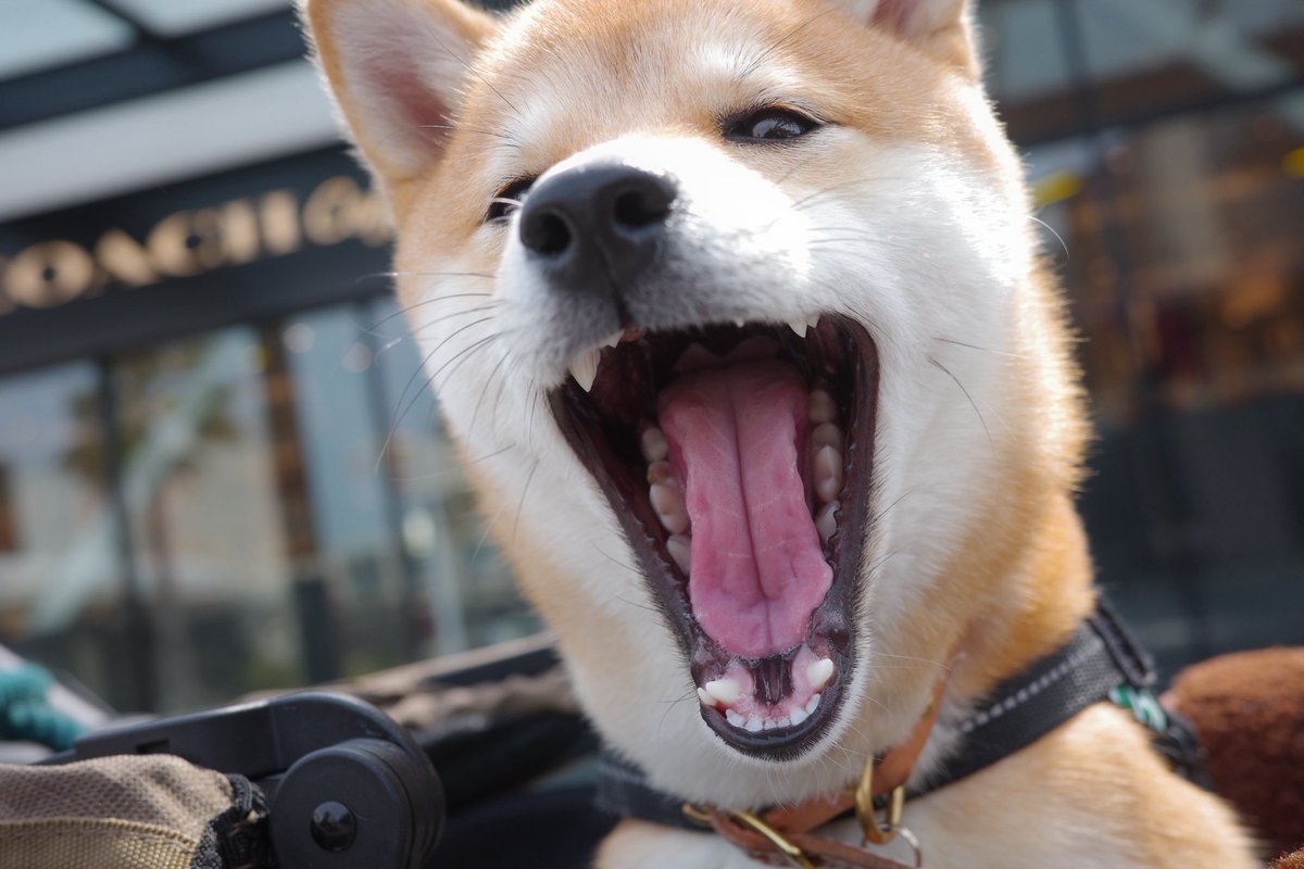 豆柴パピー