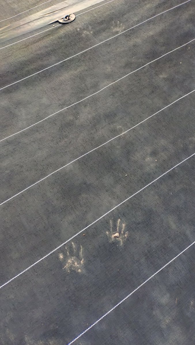 なべ岳（ナベガク） tweet media