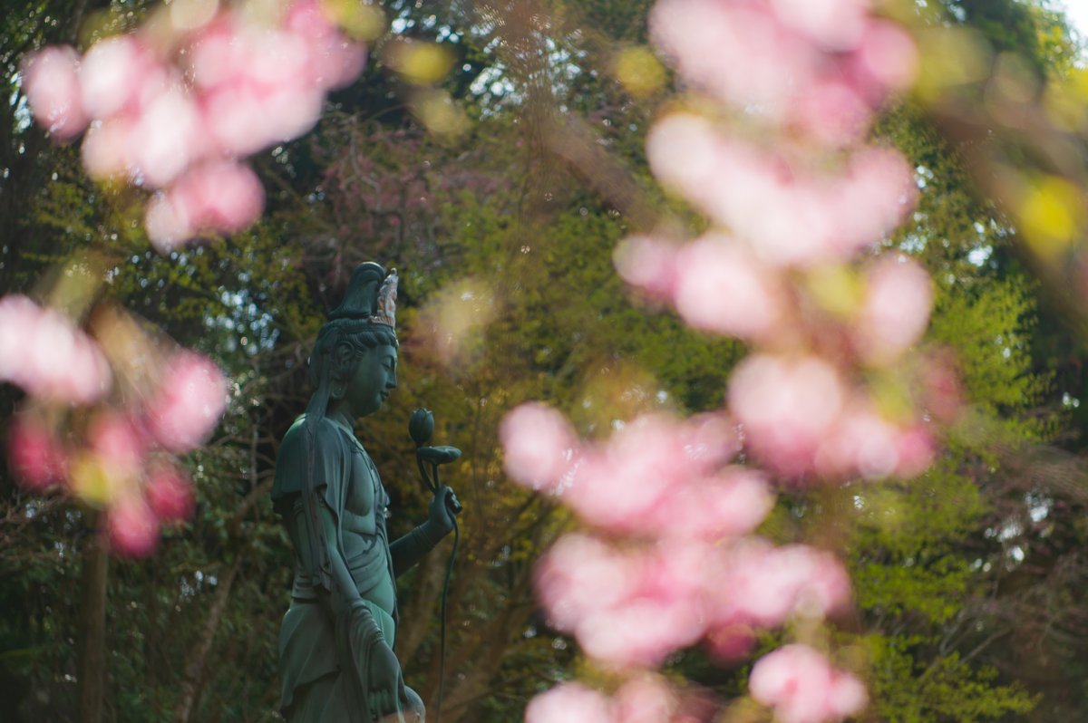 美祢市の南原寺です　毎年桜のシーズンに訪れるのが楽しみです
 #nikon #D780 #photography #写真 #桜 #cherryblossom #枝垂れ桜 #美祢市 #南原寺