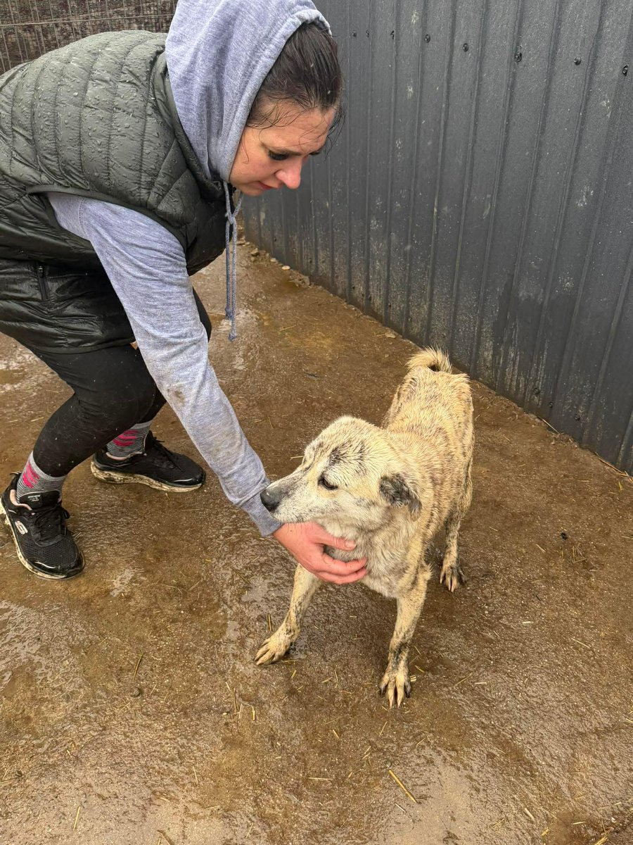 Pawprints to Freedom Rescue🐾 tweet media