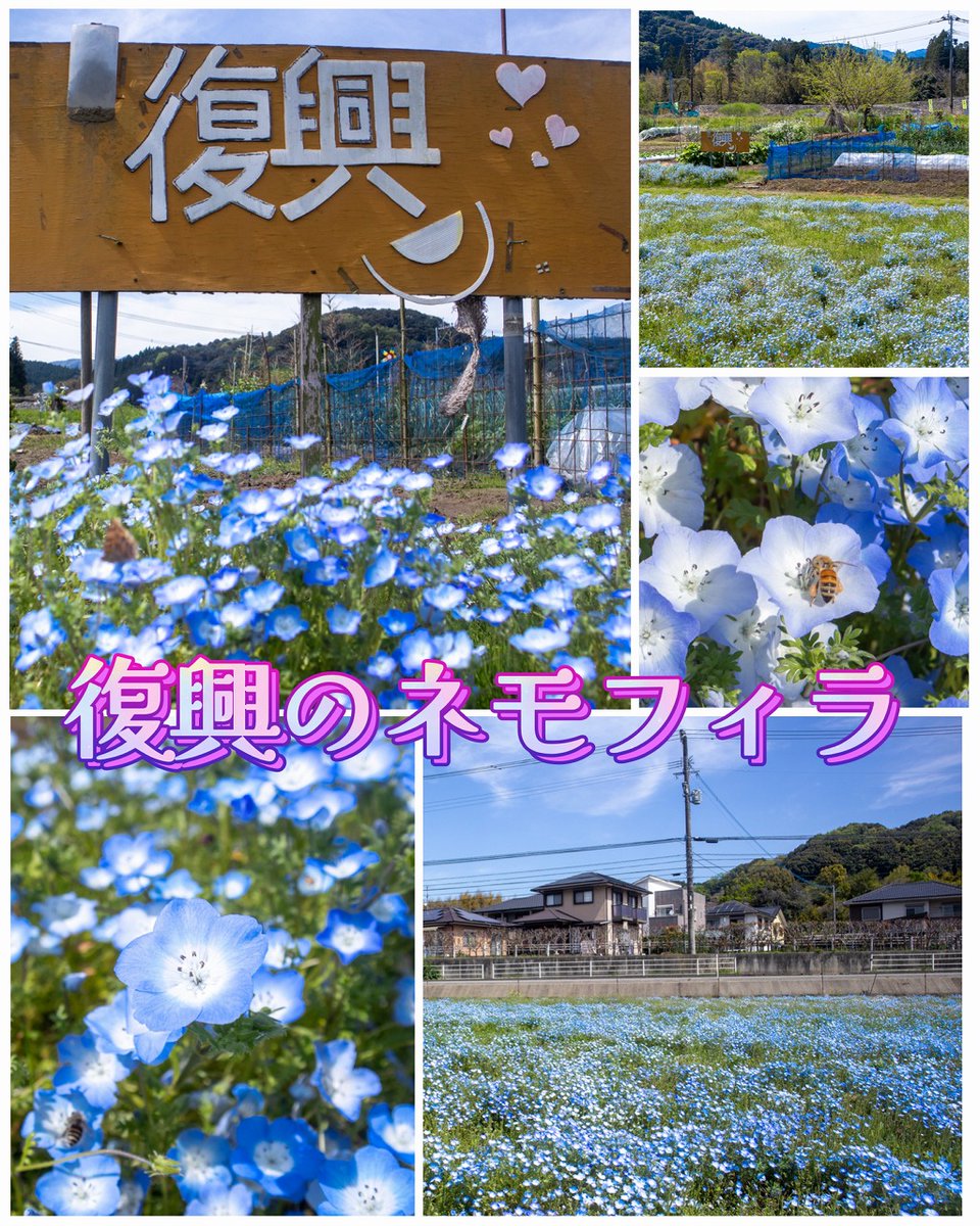 球磨村に咲く「#復興のネモフィラ」。 やさしい青色の花が一面に広がり
