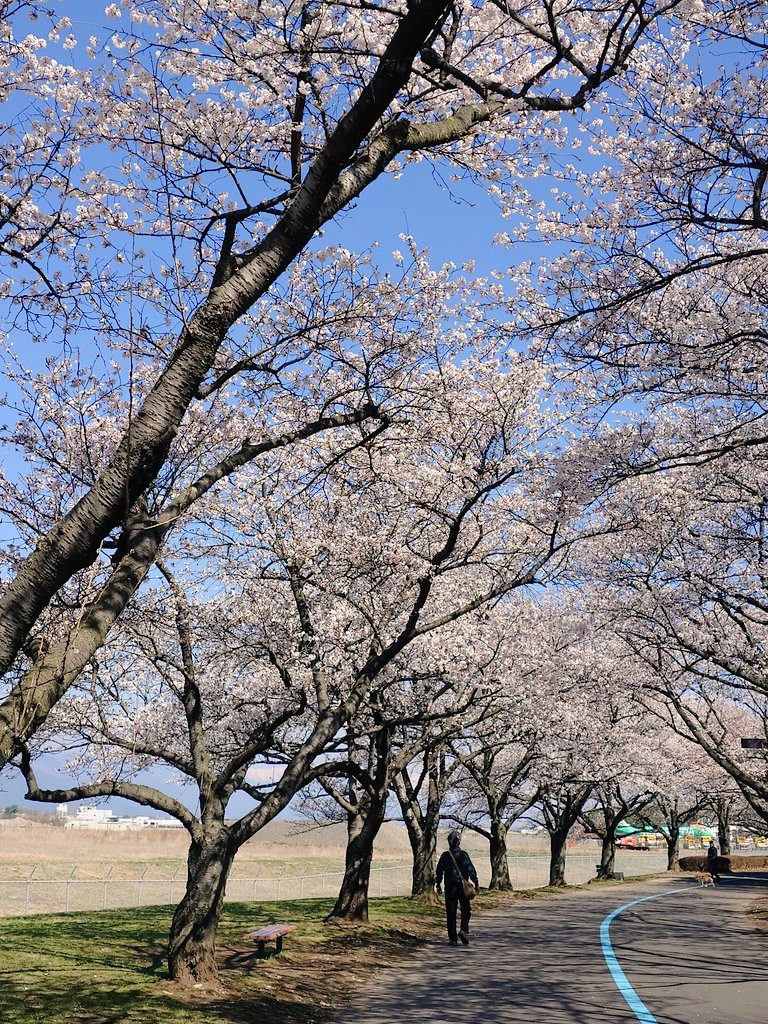 きっと来年も桜が心を癒してくれる