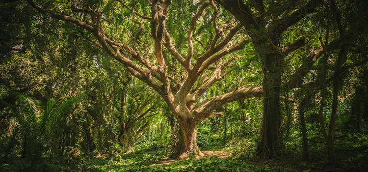 Biólogos de Madrid tweet media