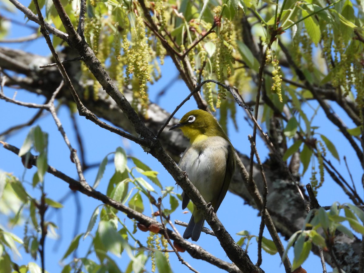 potato_baske's tweet photo. 奈良県と大阪府にまたがる山に行ってきました！
#野鳥　#birds  #撮影 https://t.co/tvmIFxER84