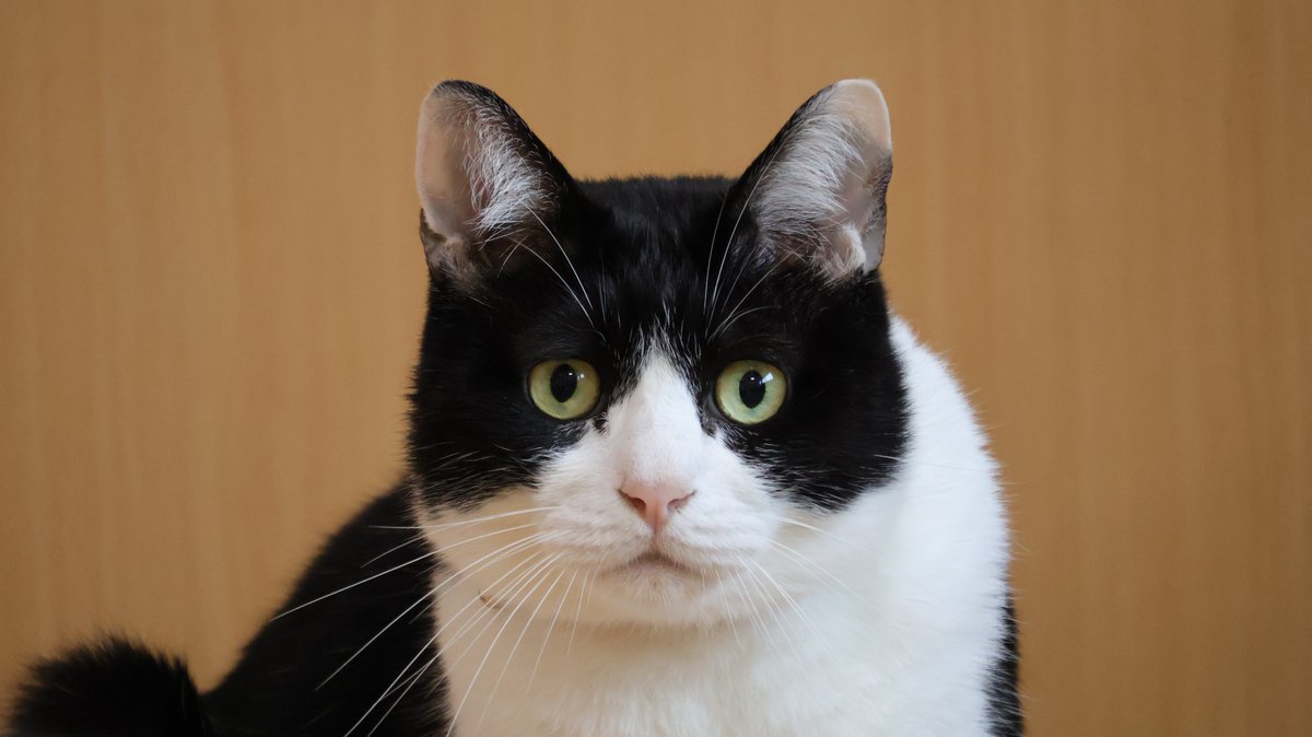 にゃんたまチャンネル@猫と遊べる温泉旅館 tweet media