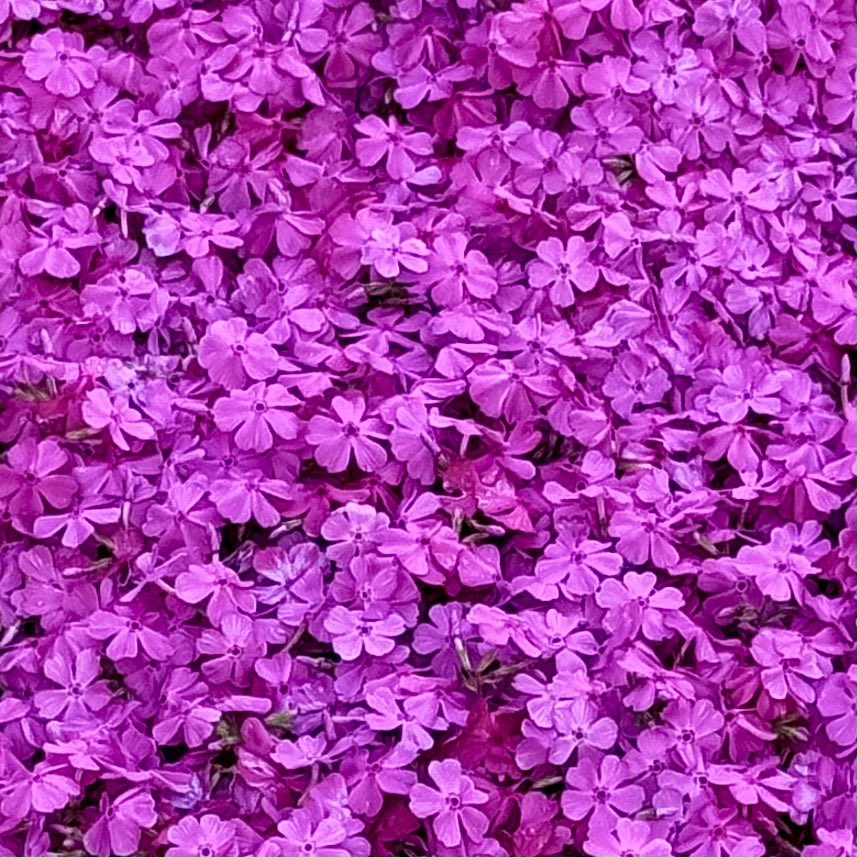 ꒰ঌ└|ﾈ･/ ໒꒱ tweet media