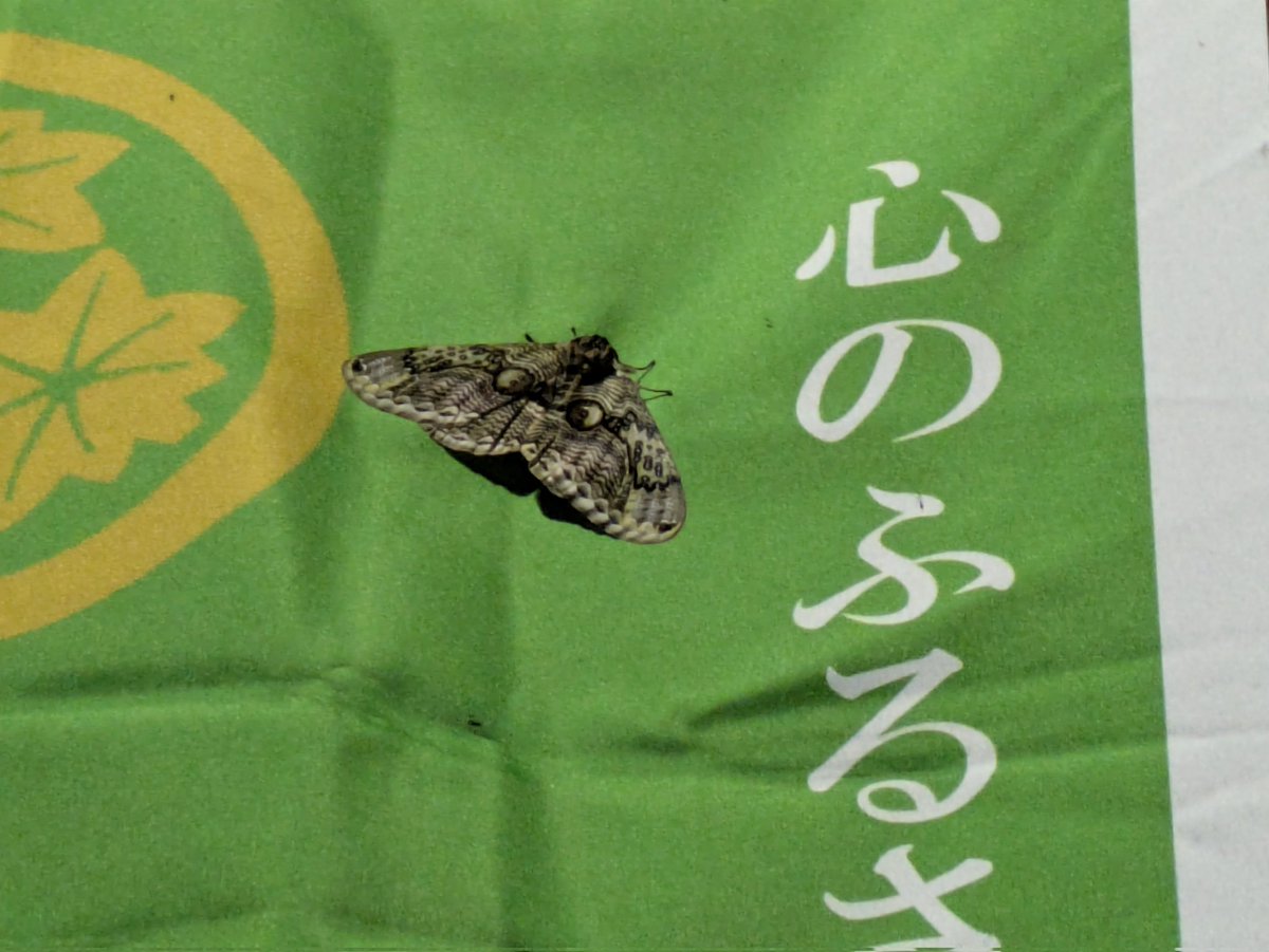 ミニクワ tweet media