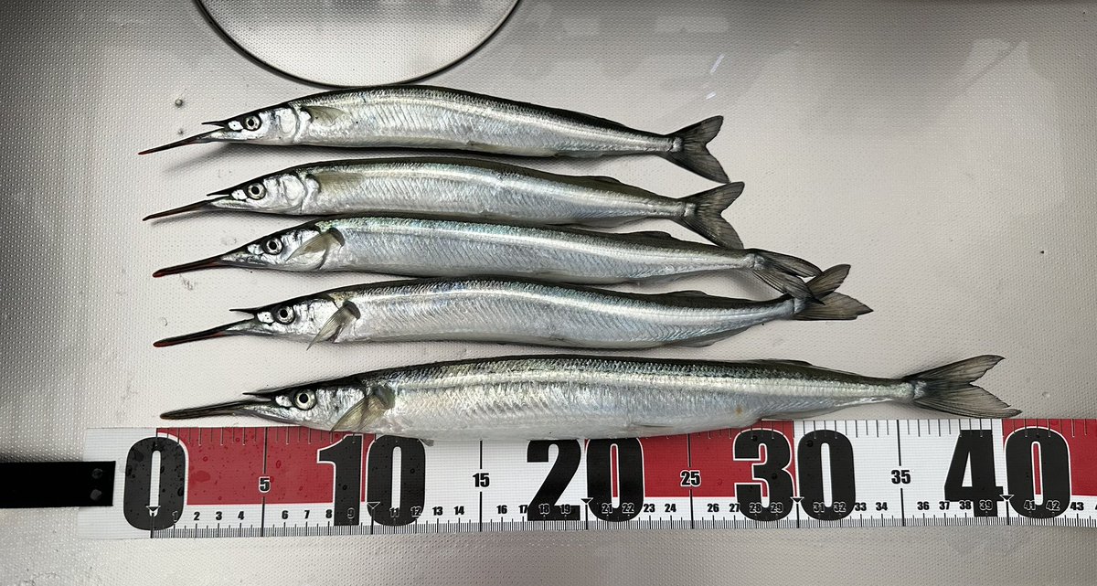 TK_No9's tweet photo. 今日は妻3本、俺2本でリベンジ成功🎣
妻が釣った41cmの特大サイズは唯一の雌でした🐟 https://t.co/mNNx2Yqfia