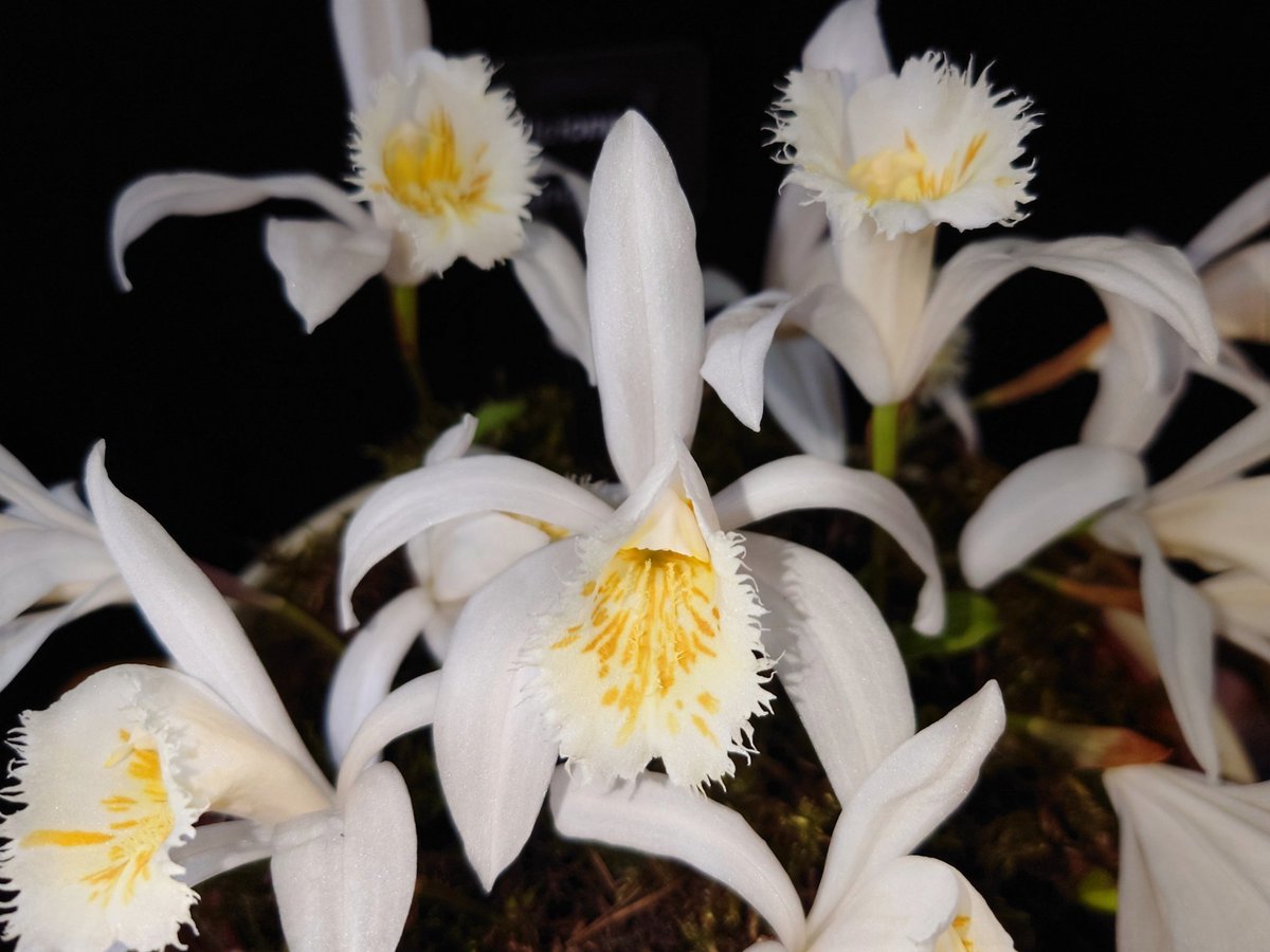 'Boothby' 🖖 tweet media