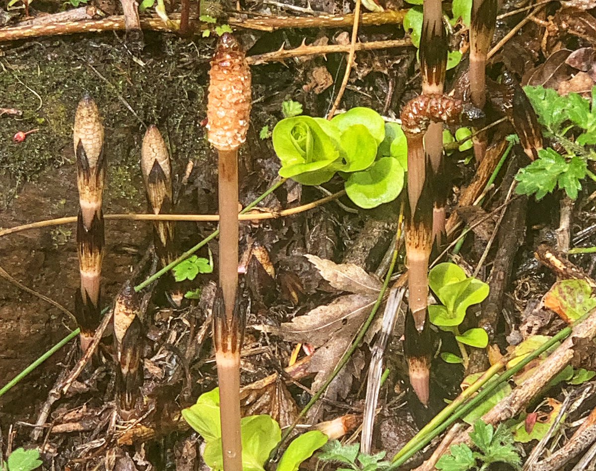 Field Horsetails #nature #spring #365Project 
#photography
#findyourepic
#Welshphotography
#iphone
Visit delweddauimages.co.uk