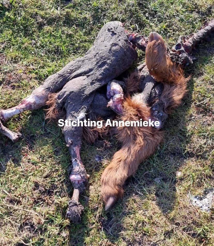 AvanStraaten's tweet photo. Wanneer er gevaar dreigt beschermen ze de jonkies, aldus Natuurmonumenten. Nou Natuurmonumenten wat een gelul! Er worden vele kalfjes opgevreten door de wolf. Ik ben in het bezit van vele foto’s van opgevreten kalfjes natuurgebieden van Natuurmonumenten Hoe lang blijven jullie nog uit jullie nek kletsen Natuurmonumenten?🤡