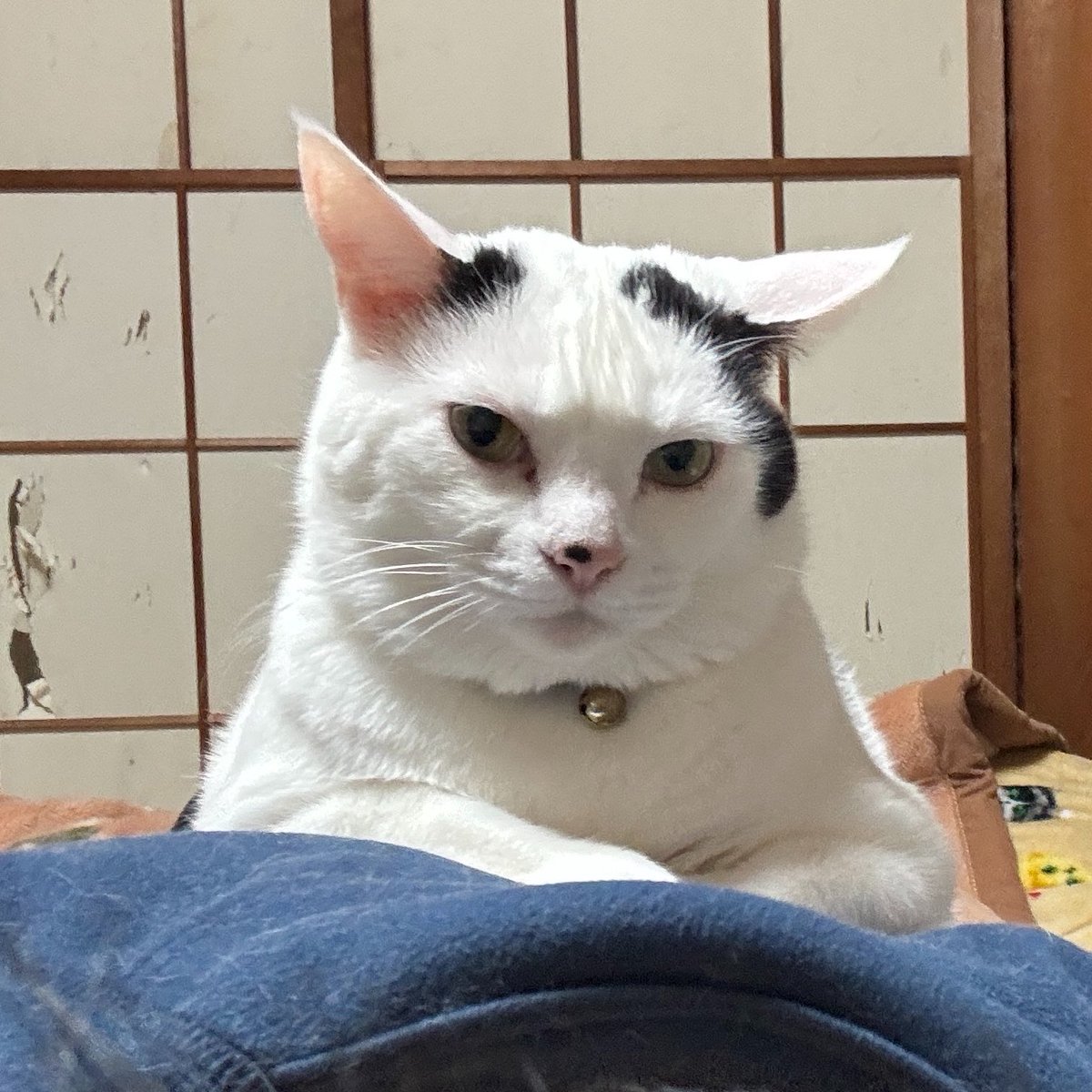 愛猫はポチ tweet media