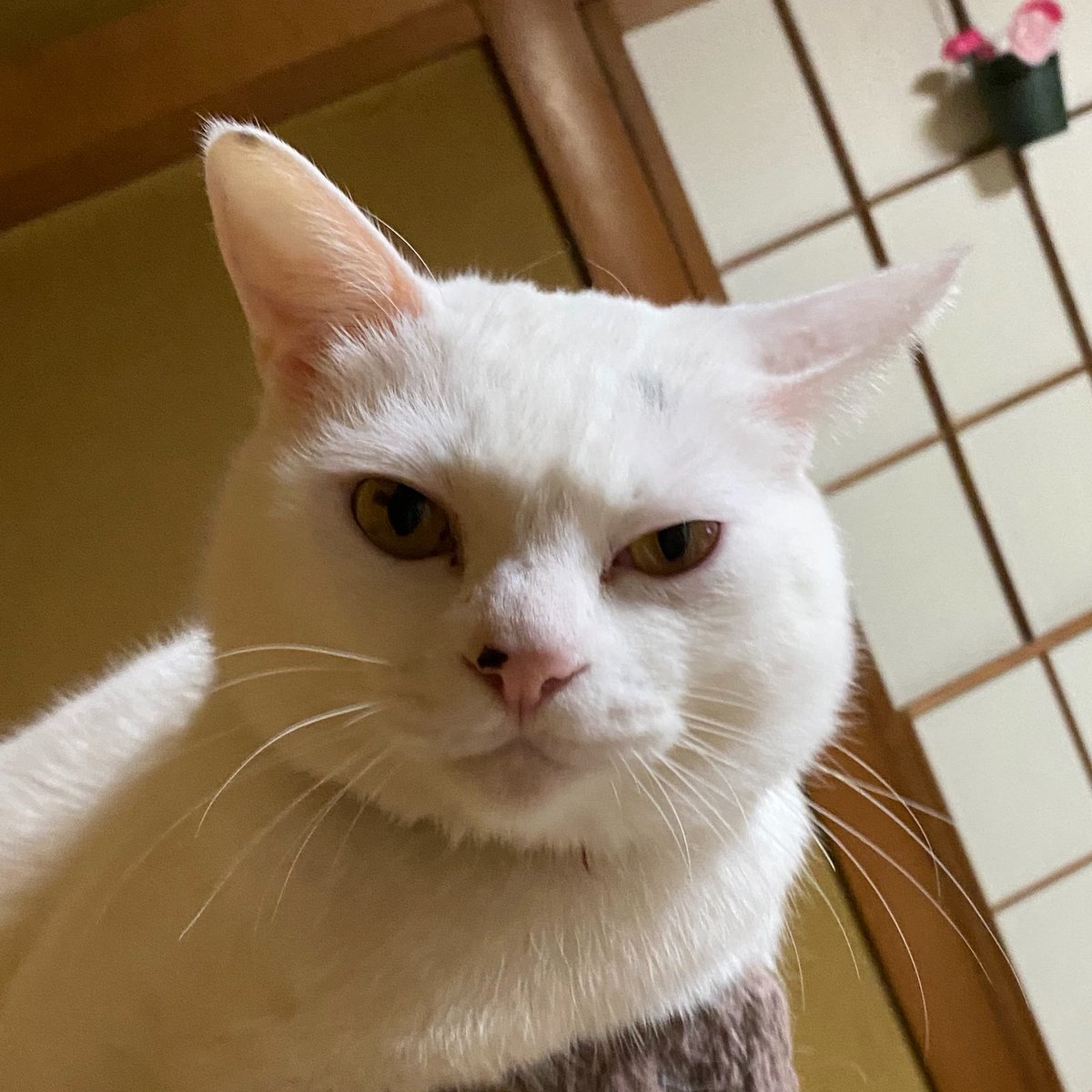 愛猫はポチ tweet media