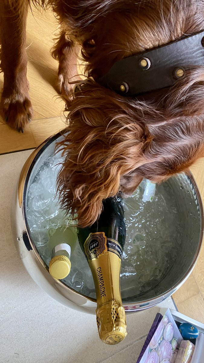 golden girl tweet media