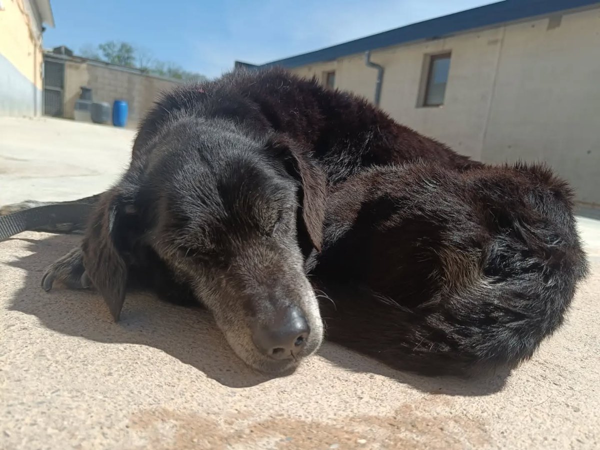 SOS Abuelos tweet media