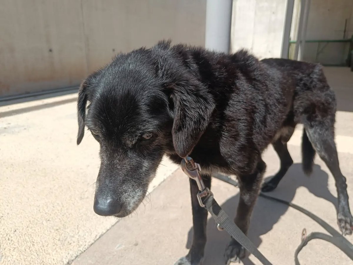 SOS Abuelos tweet media