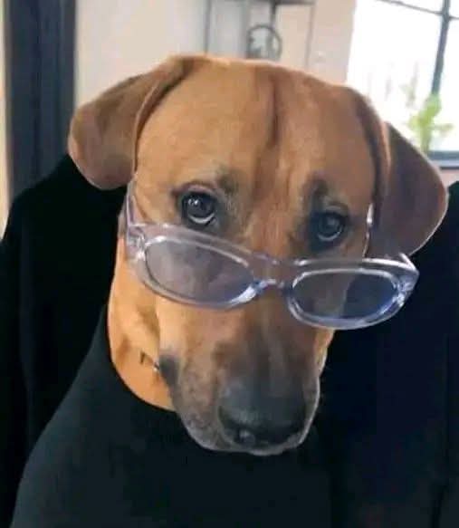 Shalom heavens tweet media