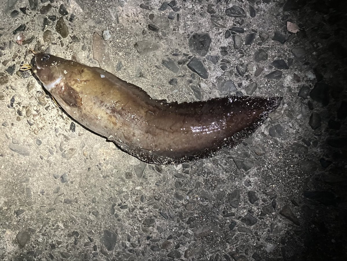 まっちゃんだがや‼︎ tweet media