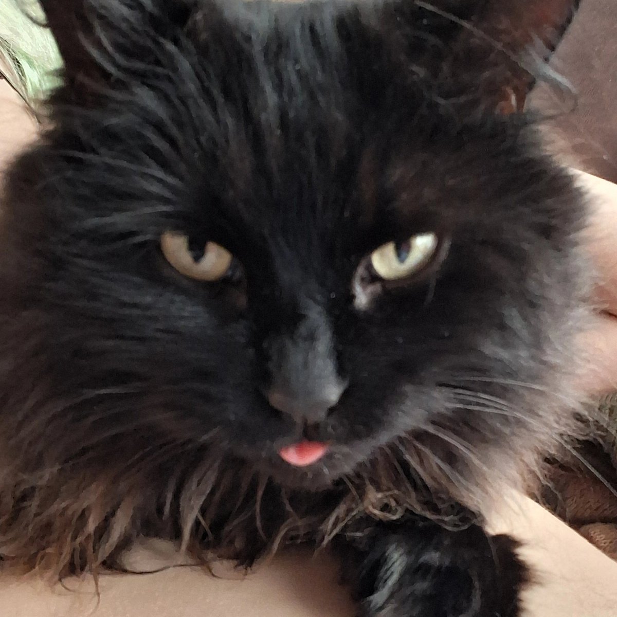 denki of shedtwt tweet media