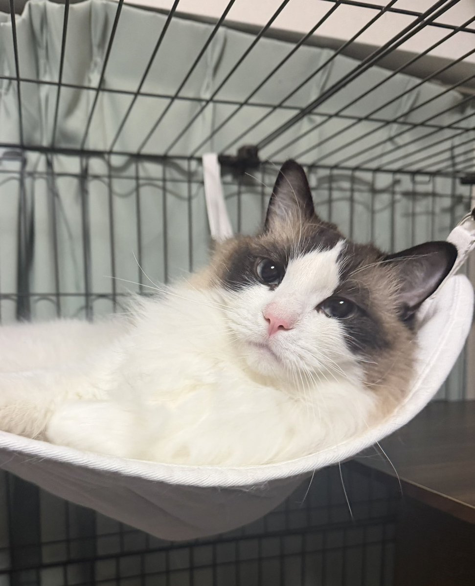 ラグドールのらぐ太郎 tweet media