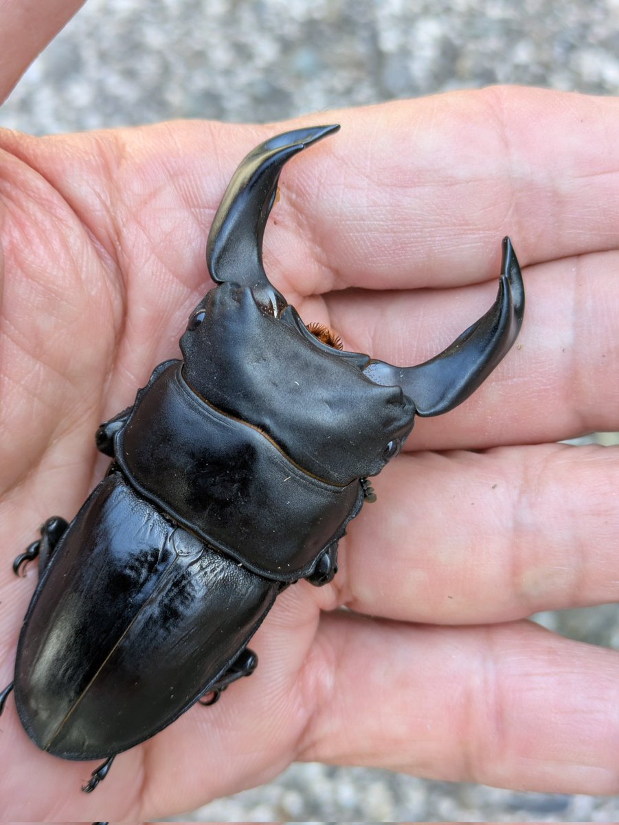 横山幸雄 tweet media