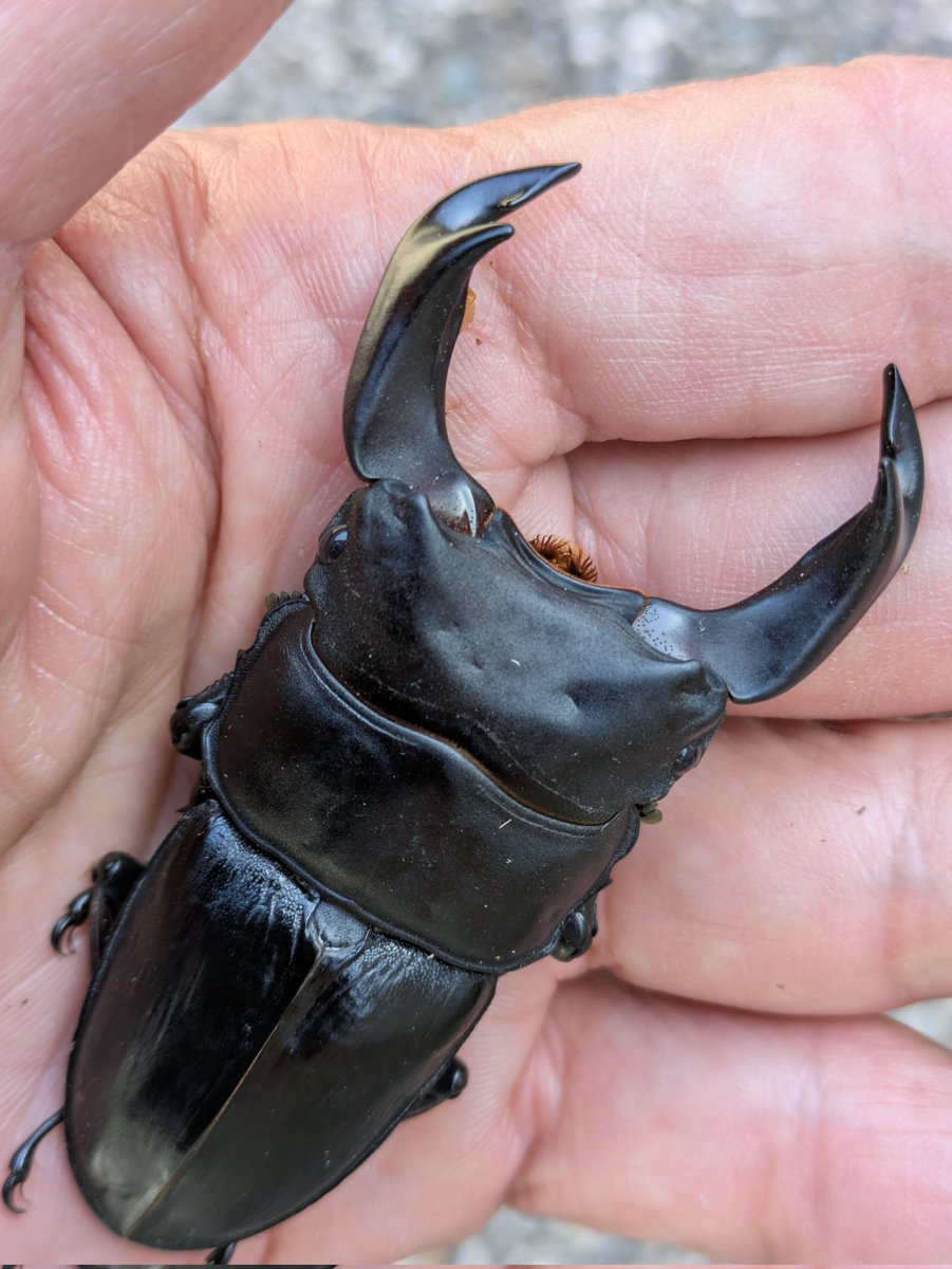 横山幸雄 tweet media