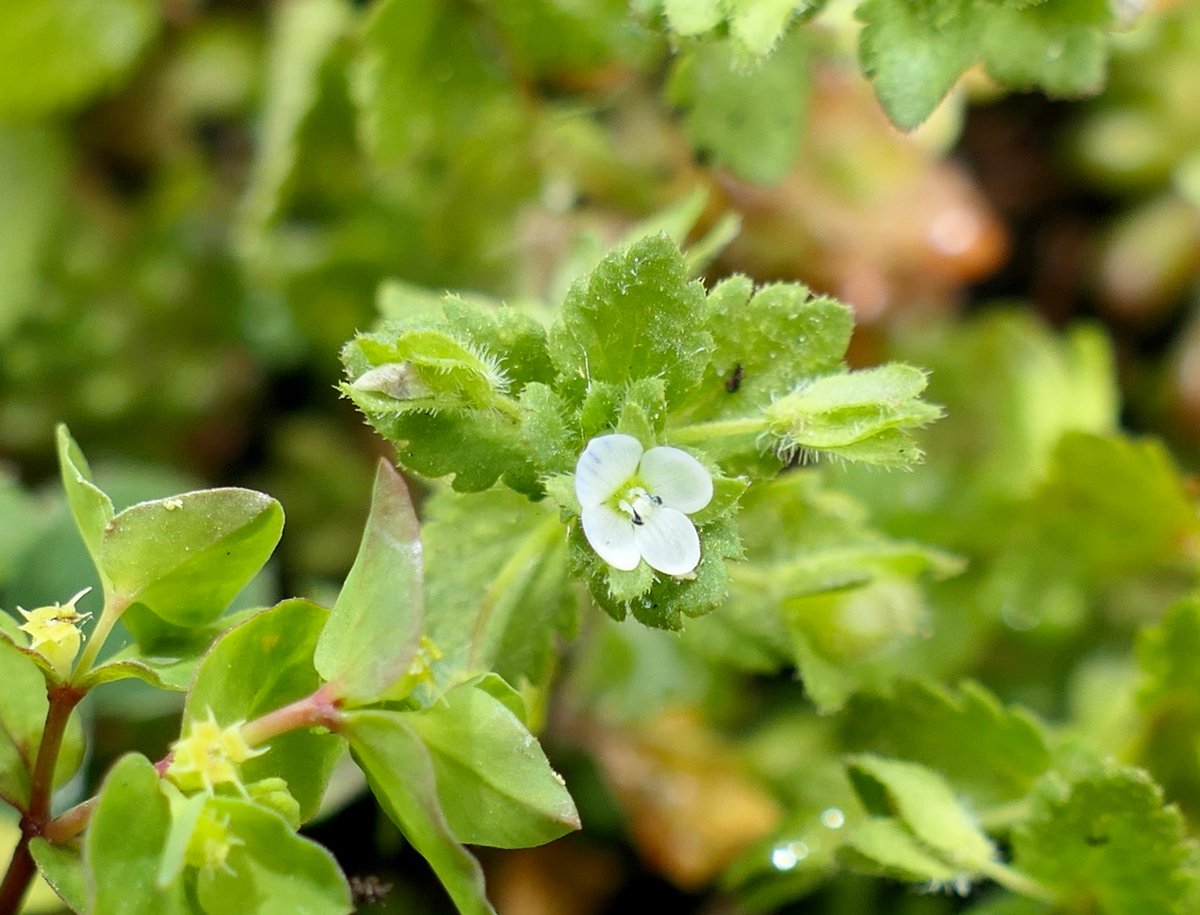 Mike Robinson tweet media