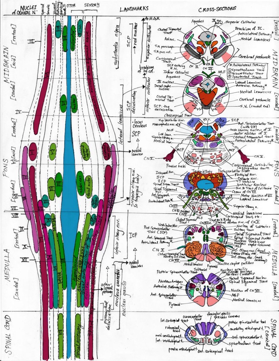 OGdukeneurosurg's tweet photo. Brainstem anatomy https://t.co/hHTJjQ3Iel
