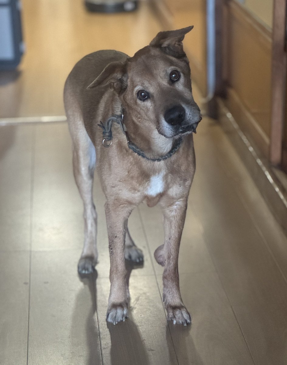 悲しいお知らせ
福岡朝倉「#音茶」の愛犬〝かんたろー〟が虹の橋を渡りました。音茶に行くたびに彼に会うのはとても楽しみでした。もう会えないんだな...有難うかんたろー！また会えるよ、きっと。
#onsa