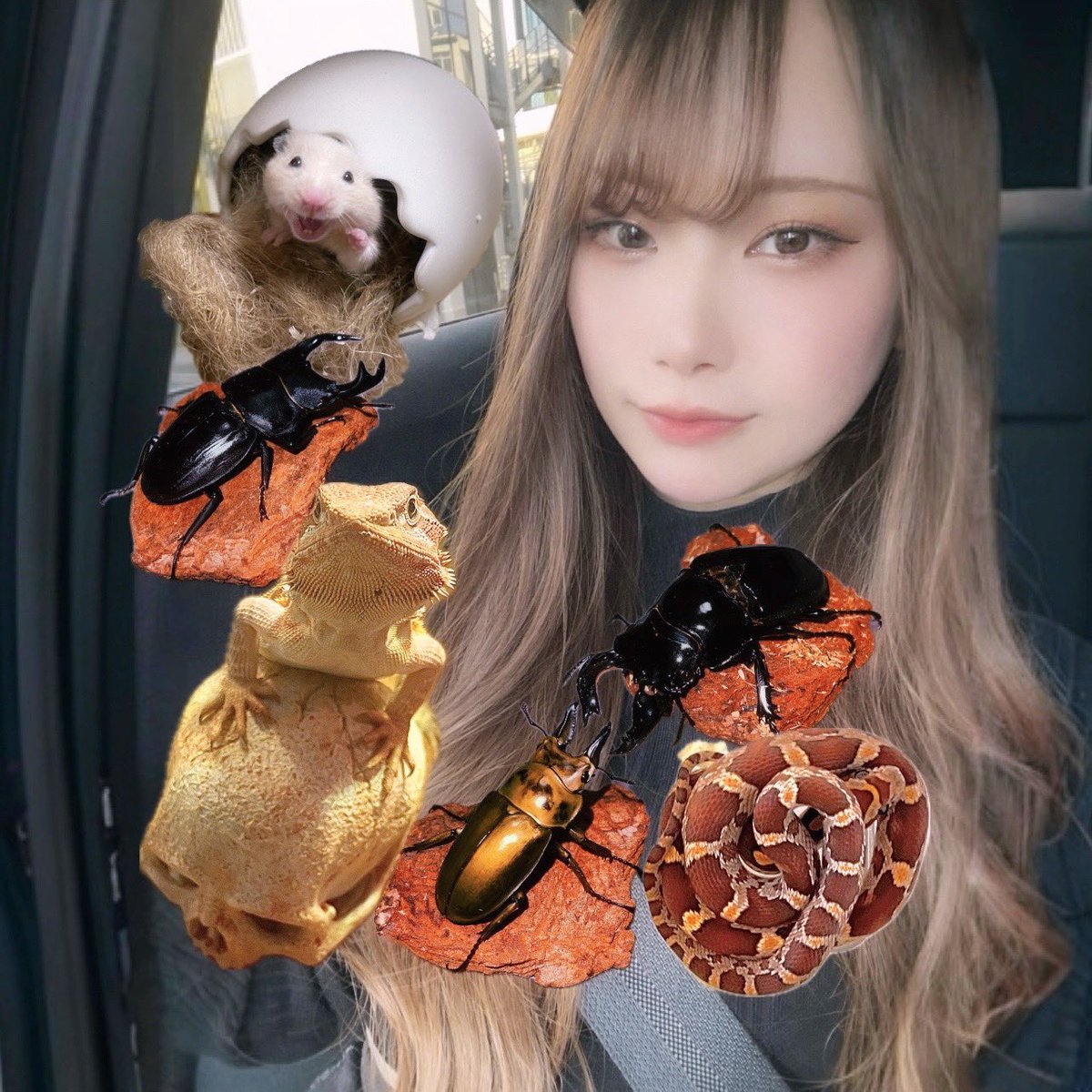 アヤカ@主にクワガタ🔰 tweet media