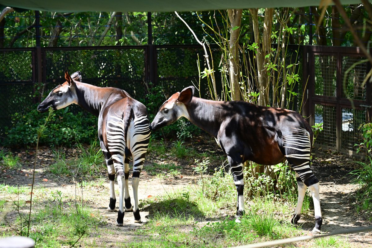 彩らっこ tweet media