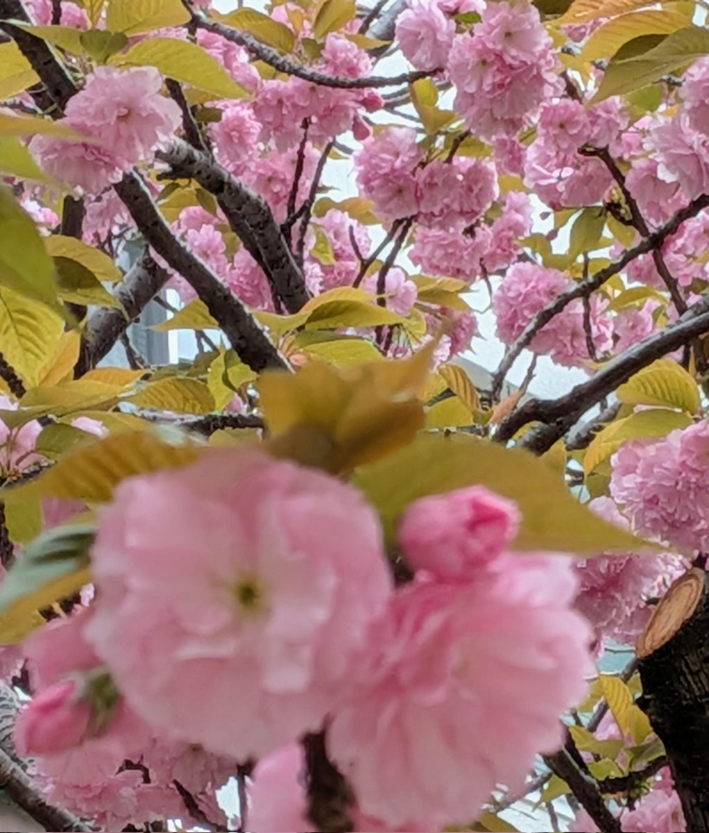 よしかわ語学院(ハングルぽんぐる）요시카와 한국어🍀한글벙글 tweet media
