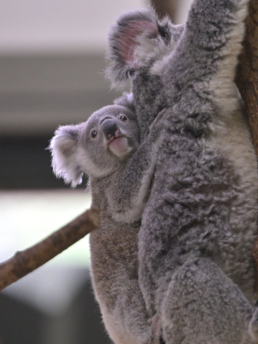 都築英哲 tweet media