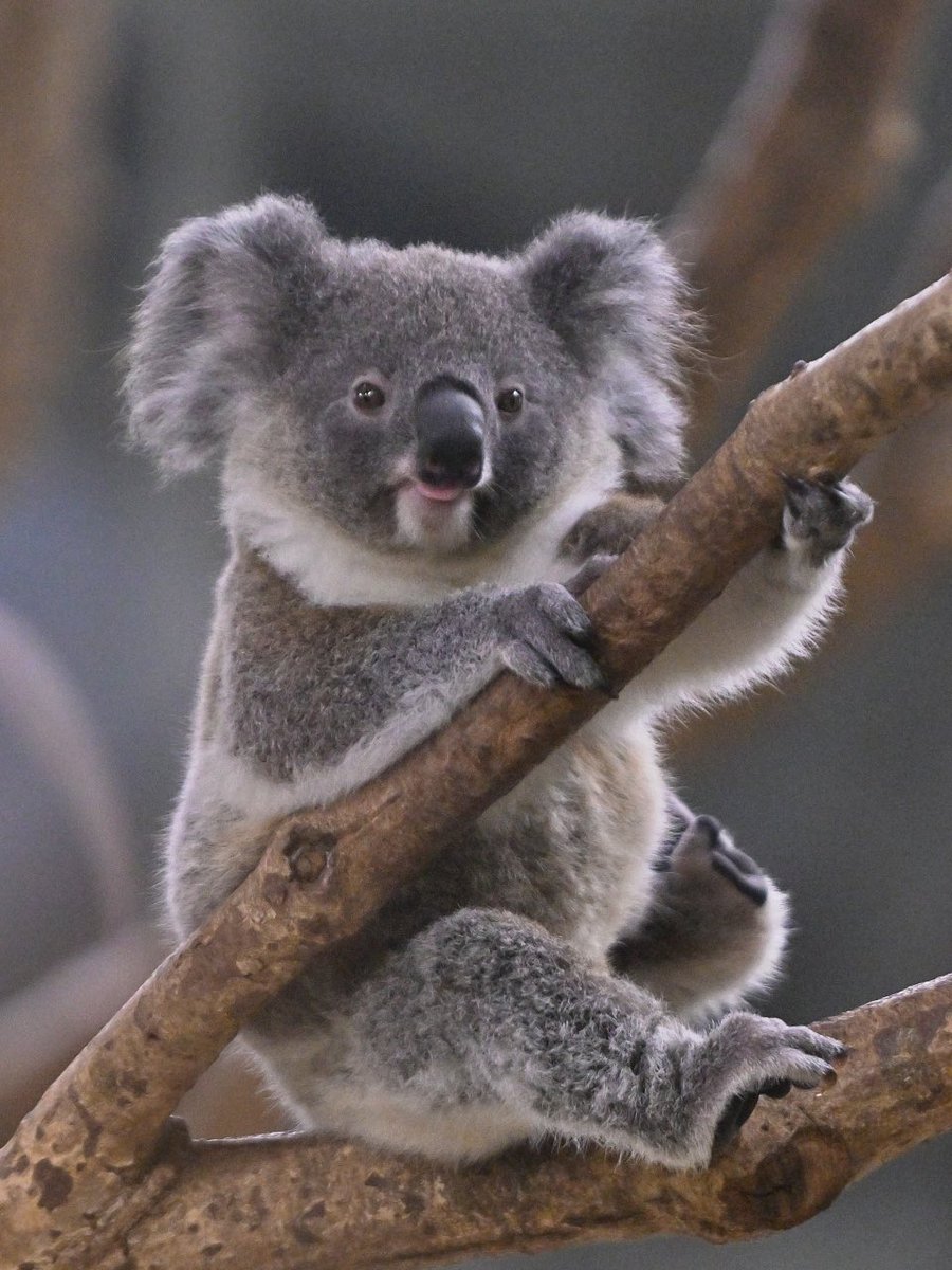 都築英哲 tweet media