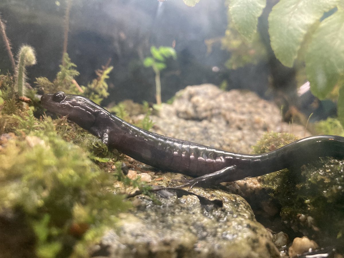 シーラカワスの鱗とサメ🦈 tweet media