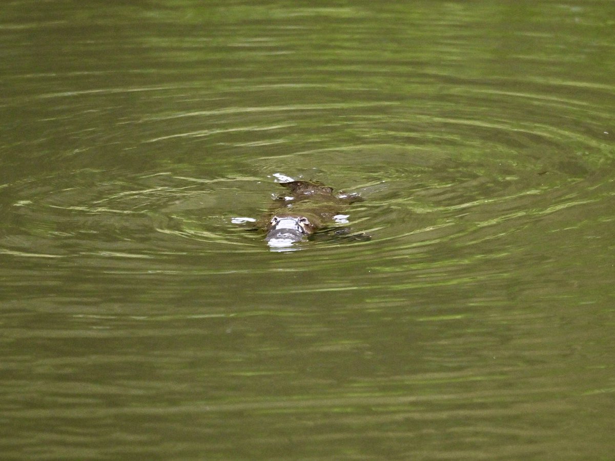 都築英哲 tweet media