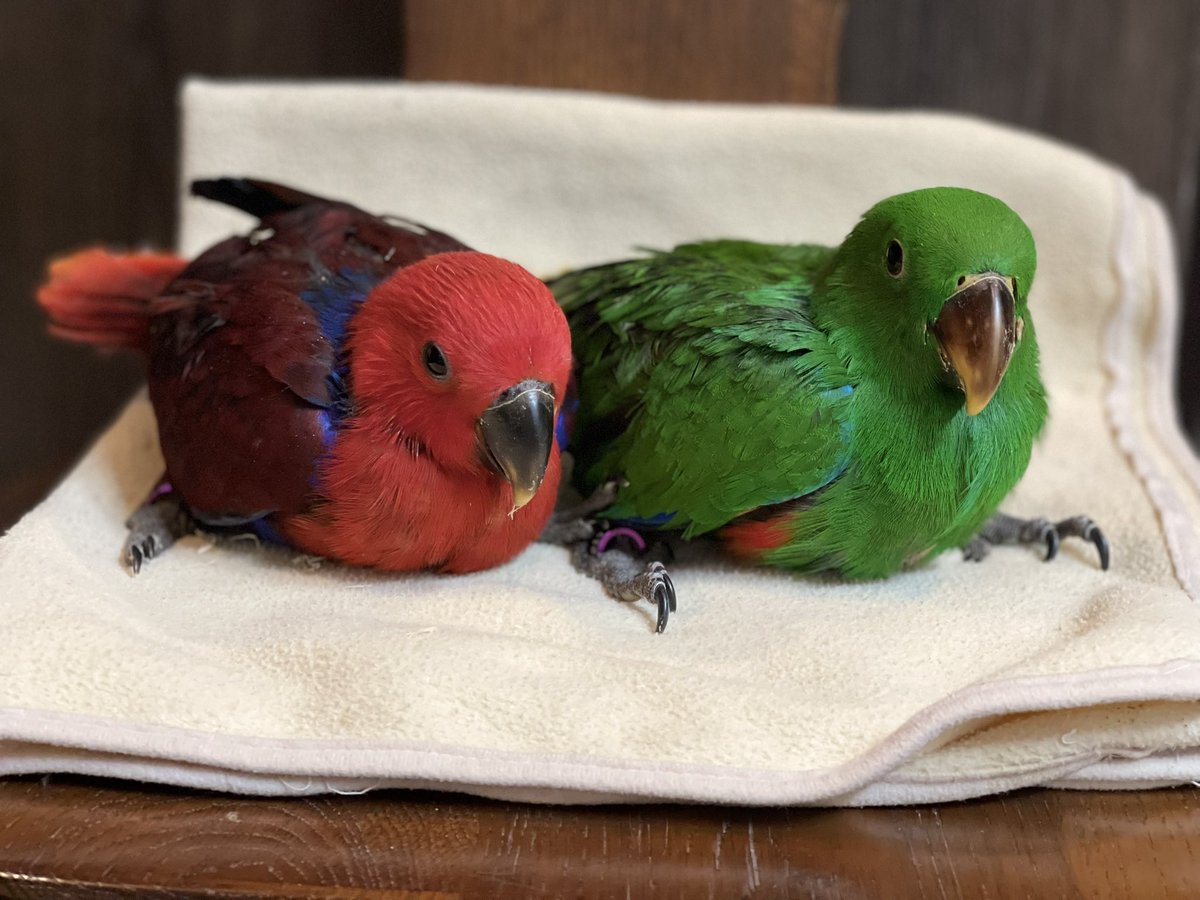 parrot_freak's tweet photo. 今日の☕️オウムカフェ
オオハナインコ🐥雛たちが それぞれ新しいご家族のもとへ。
別々の場所で、 穏やかな日々が続きますように。
なお、新たに女の仔が誕生。 ご予約にてご案内しております。
https://t.co/cEqAS9hjXr

#オオハナインコ #eclectusparrot #オオハナインコ販売 
#ボルナ #birdcafe https://t.co/oQORvciR3h